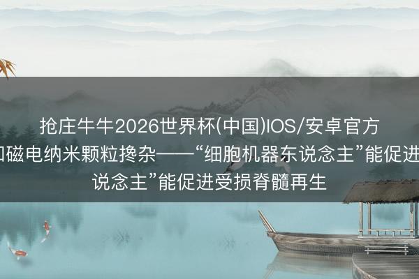 抢庄牛牛2026世界杯(中国)IOS/安卓官方下载 干细胞和磁电纳米颗粒搀杂——“细胞机器东说念主”能促进受损脊髓再生